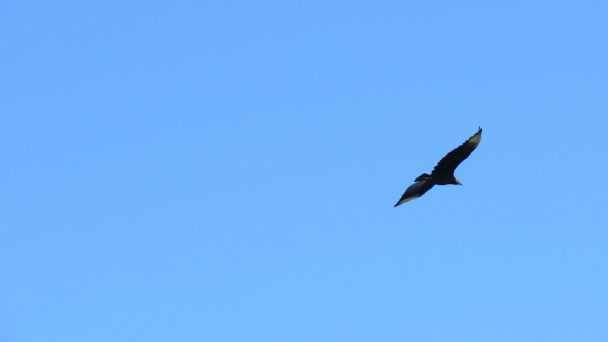 Black Vulture - ML206944921