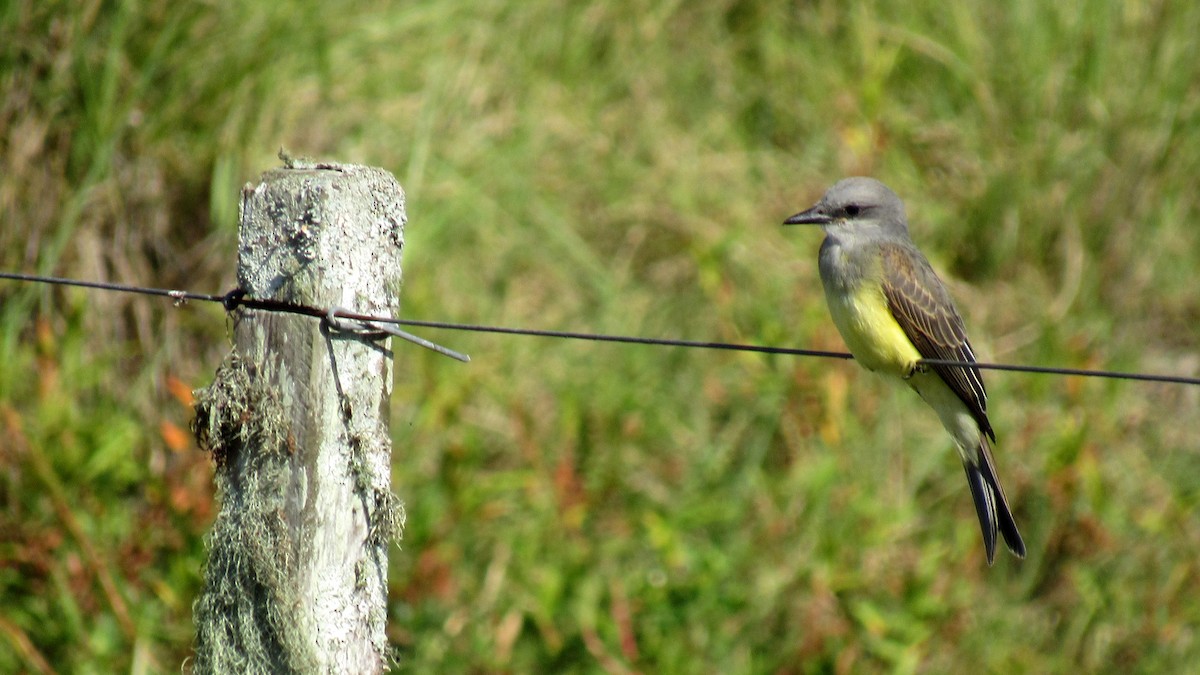 Tropical Kingbird - ML206945761