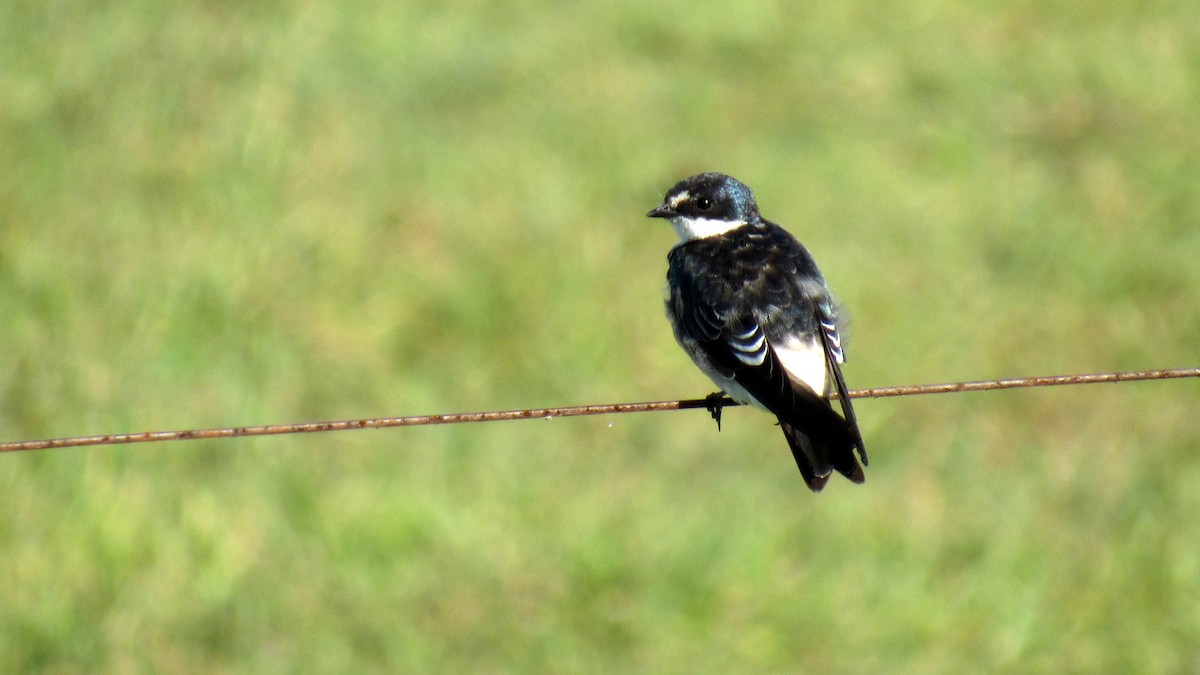 White-rumped Swallow - Luis  Weymar Junior