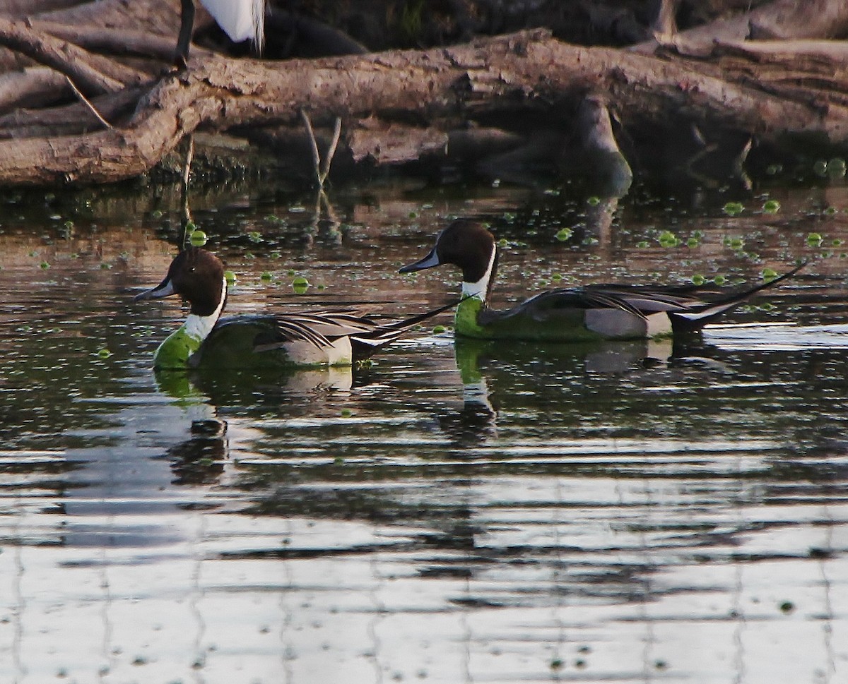 Northern Pintail - ML206947721