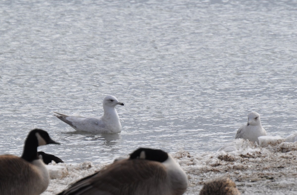 Iceland Gull (kumlieni/glaucoides) - James Thompson