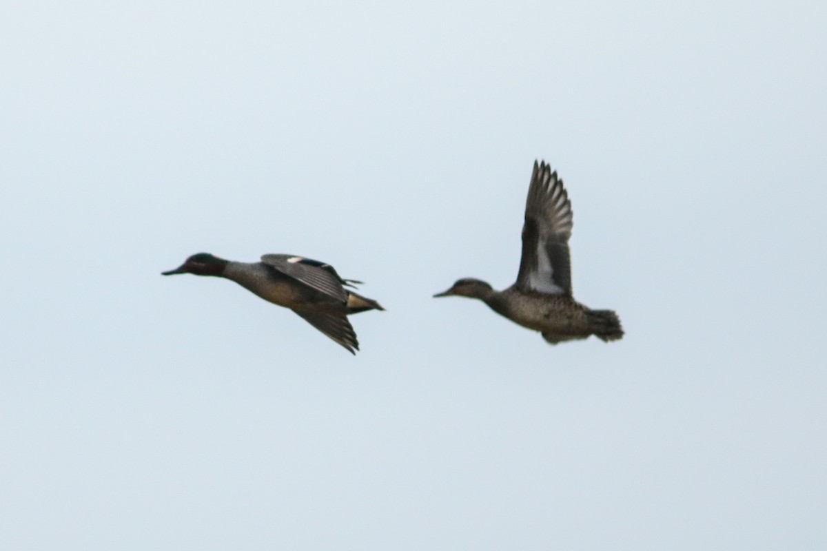 Green-winged Teal - ML206949791