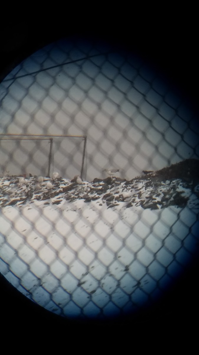 Lesser Black-backed Gull - ML206950921