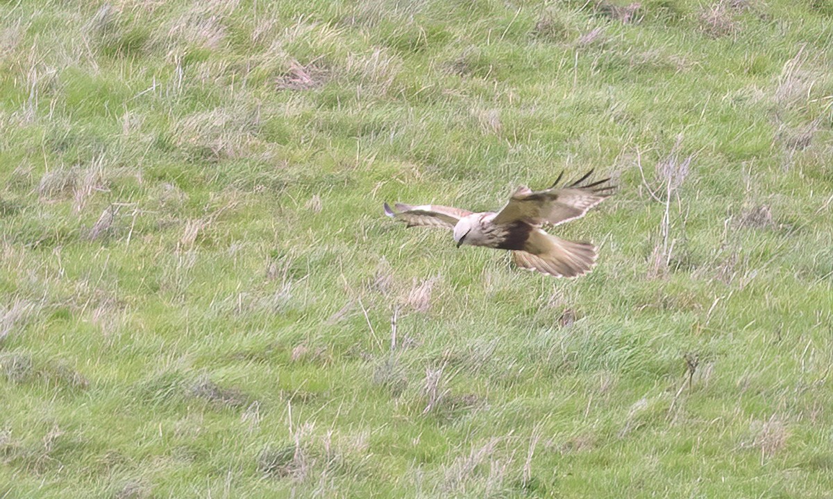 Rough-legged Hawk - ML206951551