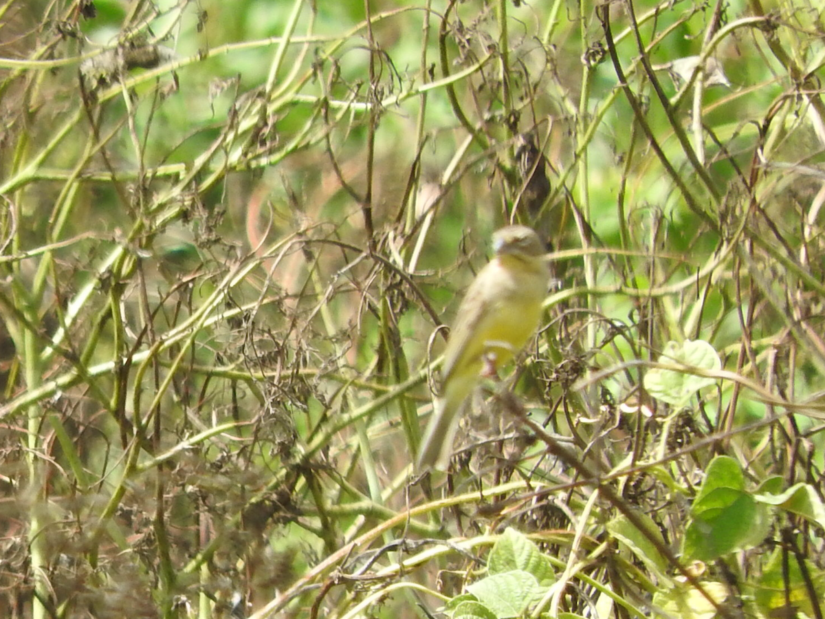 Grassland Yellow-Finch - ML206951641