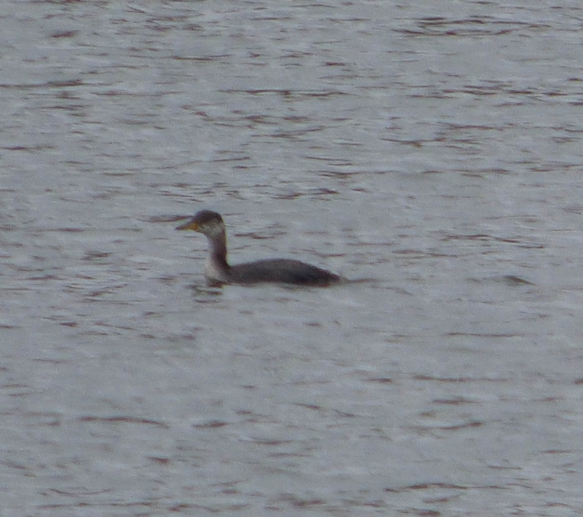 Red-necked Grebe - ML20695401