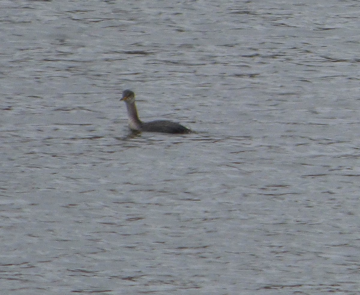 Red-necked Grebe - ML20695481