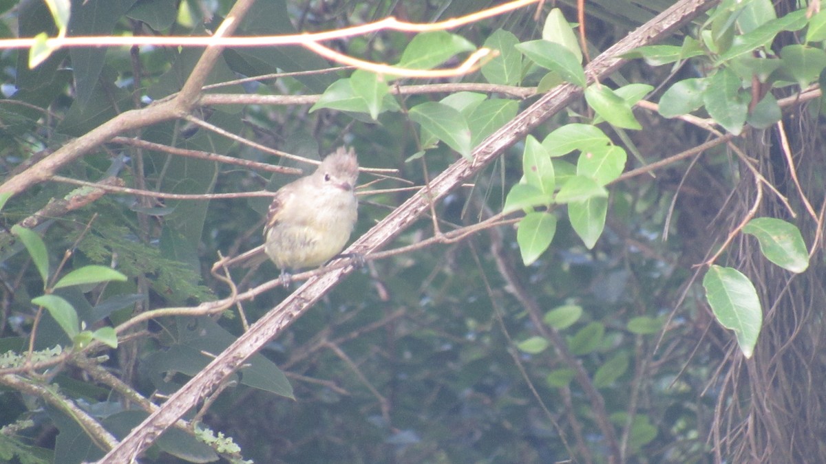 Yellow-bellied Elaenia - ML206955511