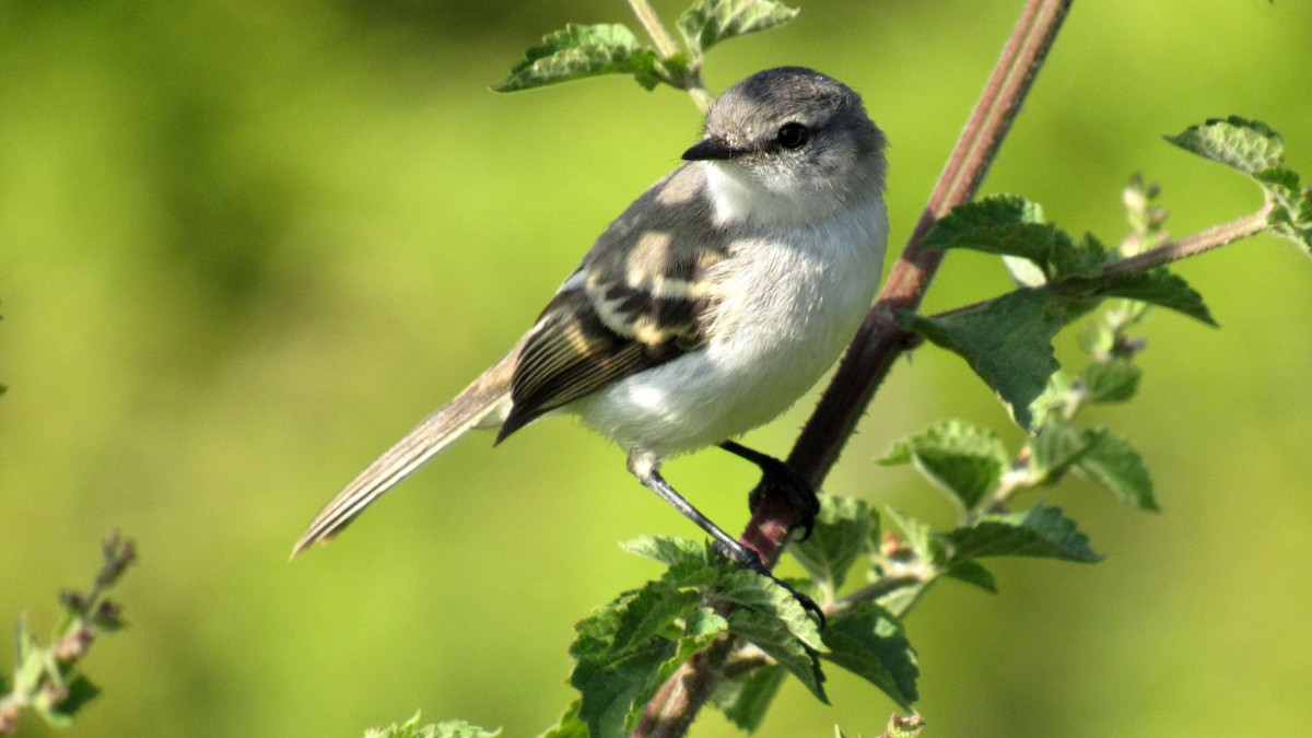 White-crested Tyrannulet (Sulphur-bellied) - ML206955521