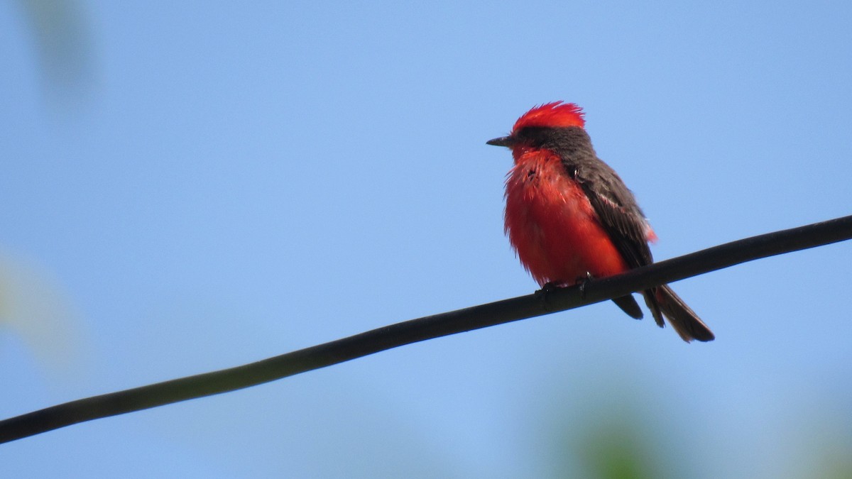 Vermilion Flycatcher - ML206955571