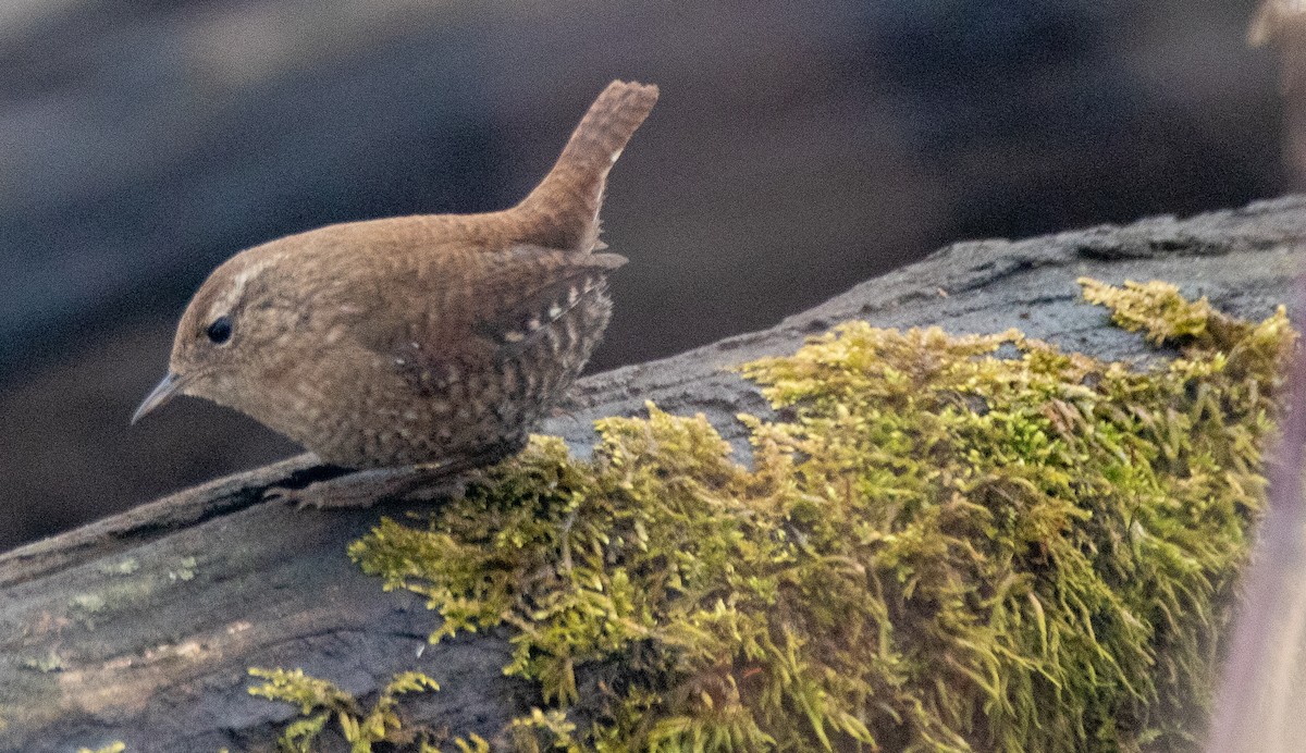 Winter Wren - ML206955591