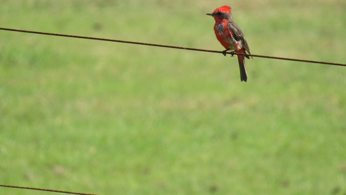 Vermilion Flycatcher - ML206955621