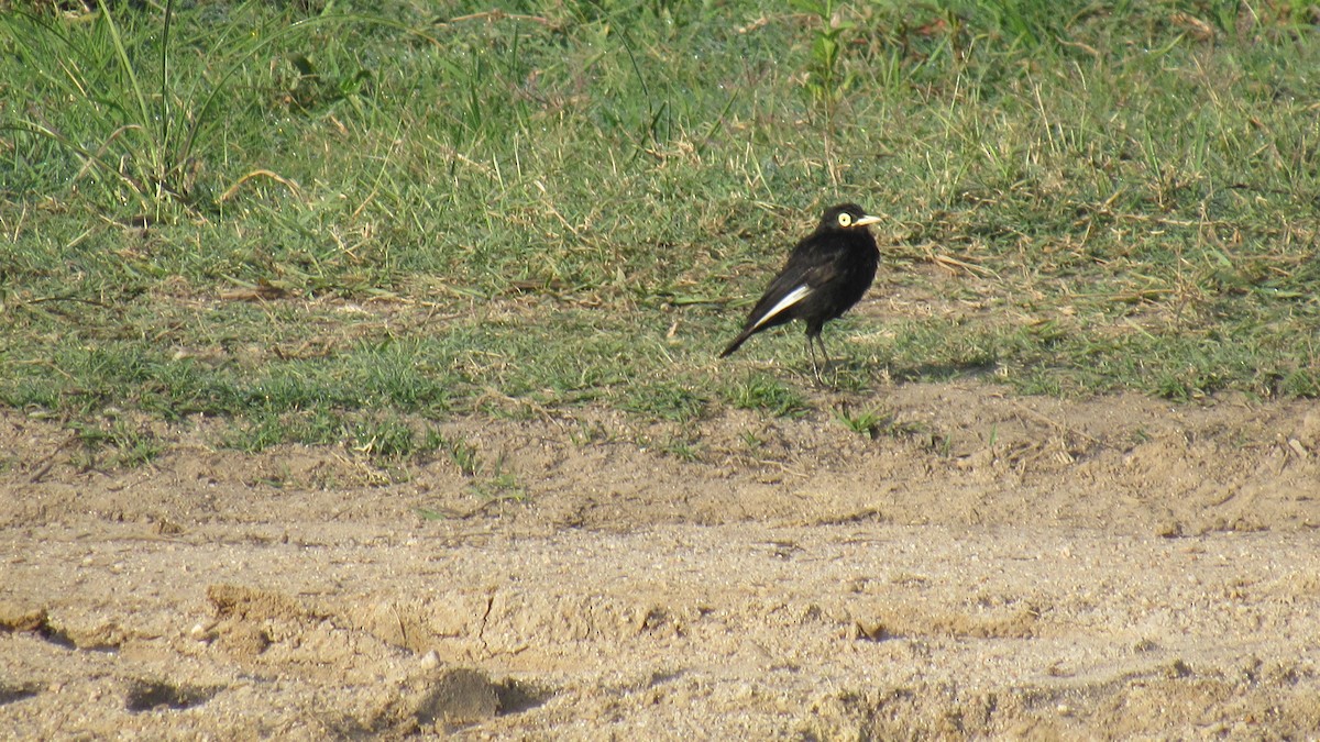 Spectacled Tyrant - ML206955721