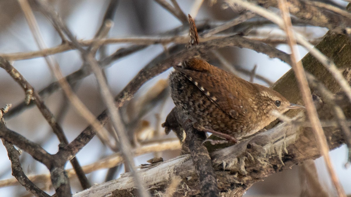 Winter Wren - ML206955741