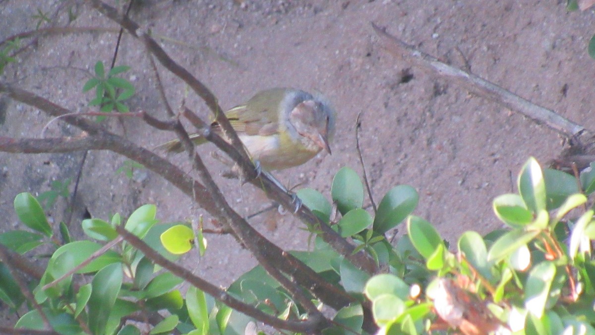 Rufous-browed Peppershrike - ML206956011