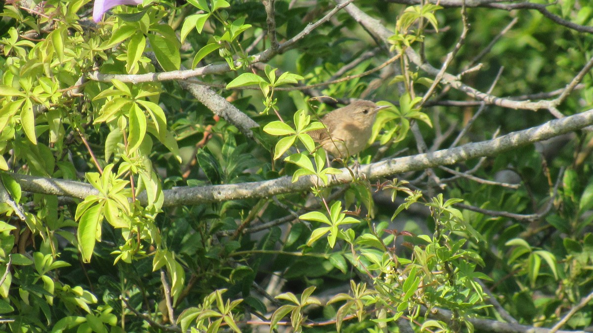 House Wren - ML206956141