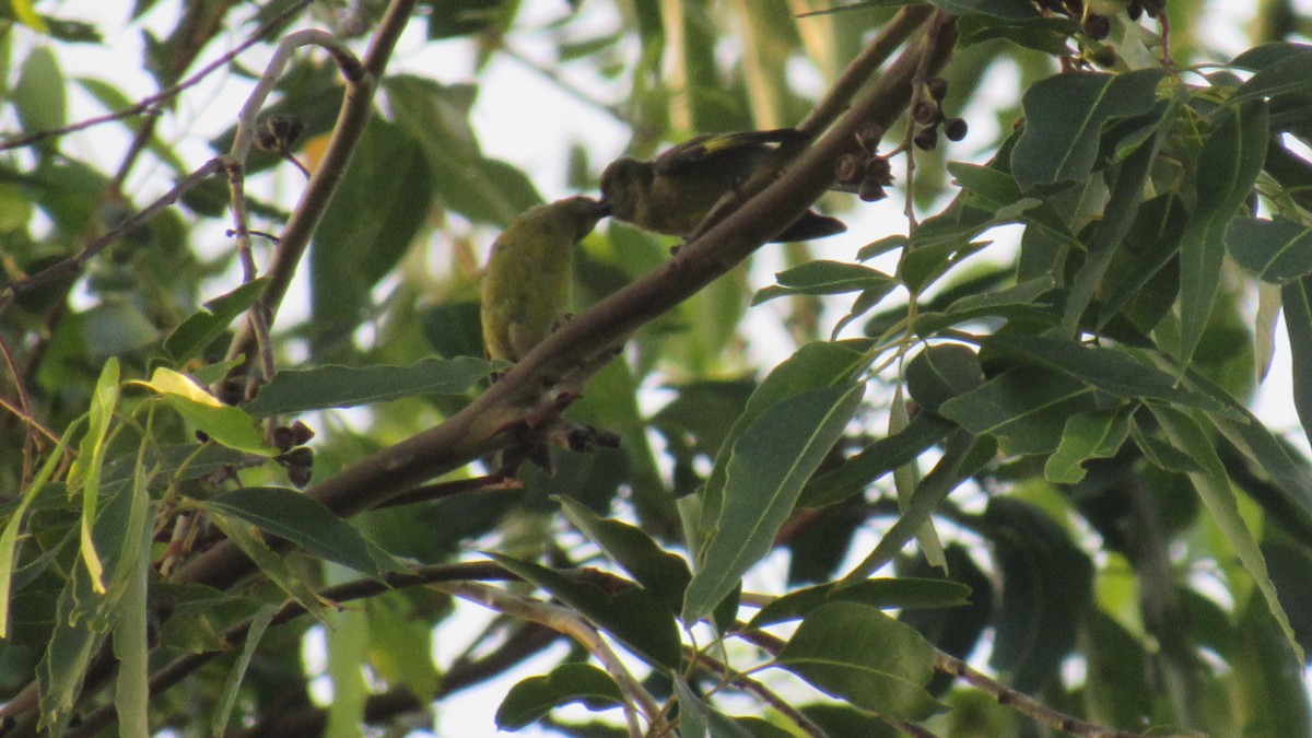 Hooded Siskin - ML206956161