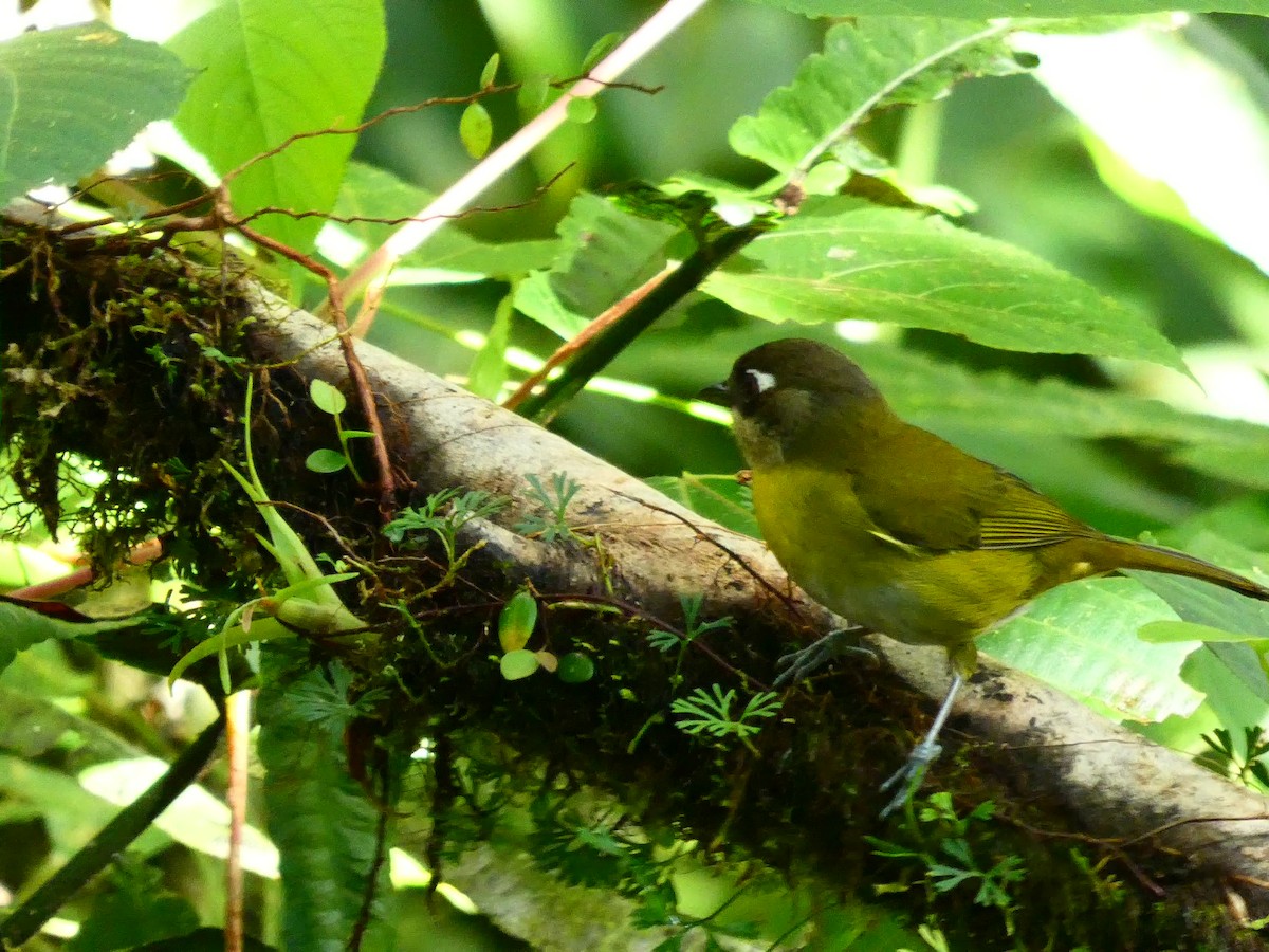 Common Chlorospingus - Anne Barbour