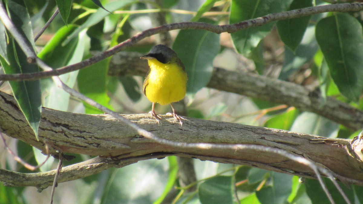 Southern Yellowthroat - ML206956521