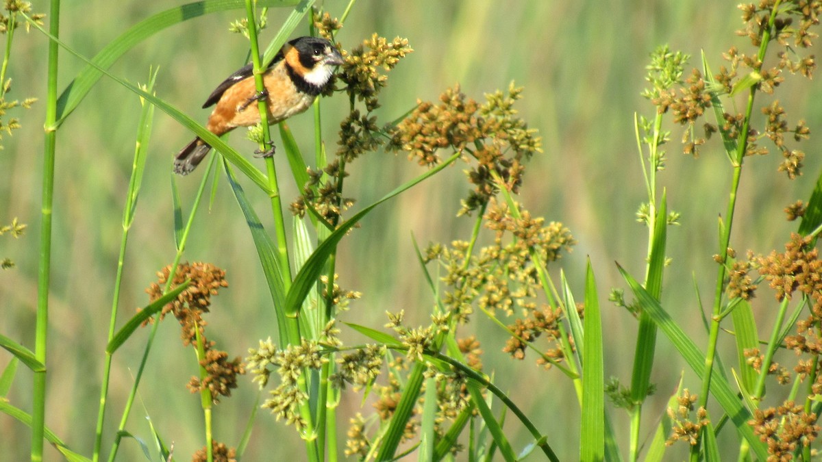 Rusty-collared Seedeater - ML206956841