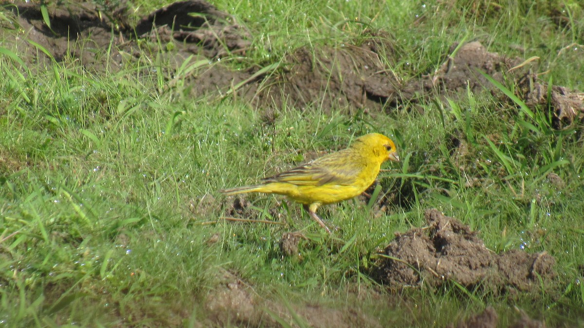 Saffron Finch - ML206956871