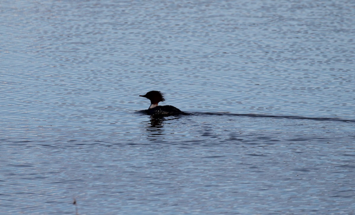 Common Merganser - Adrian Lakin