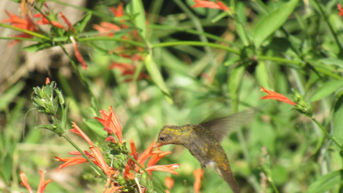 Gilded Hummingbird - ML206957391