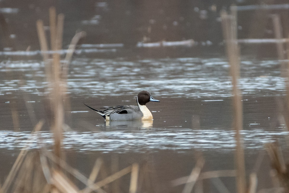 Northern Pintail - Candice Lowther
