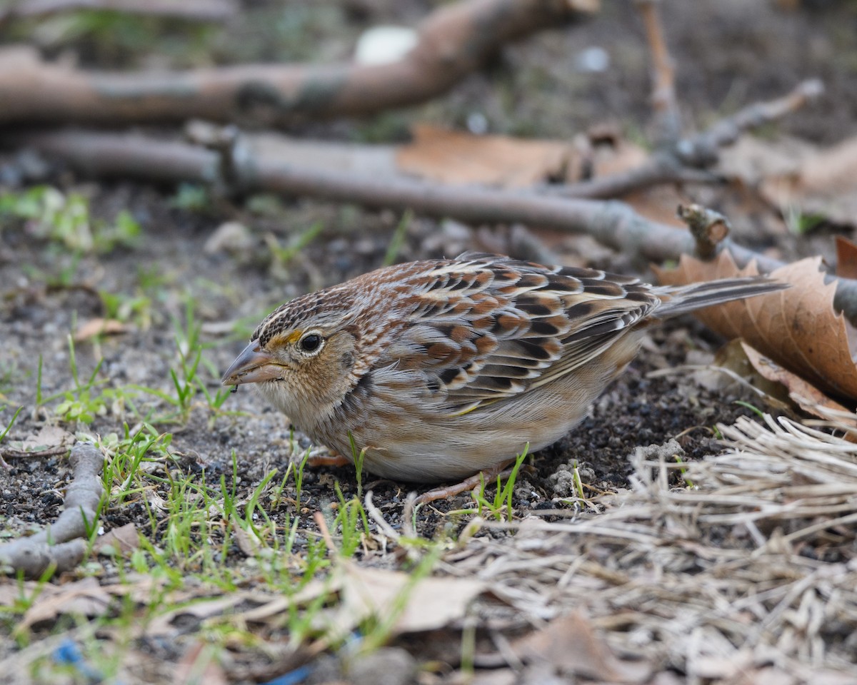 Grasshopper Sparrow - ML206960431