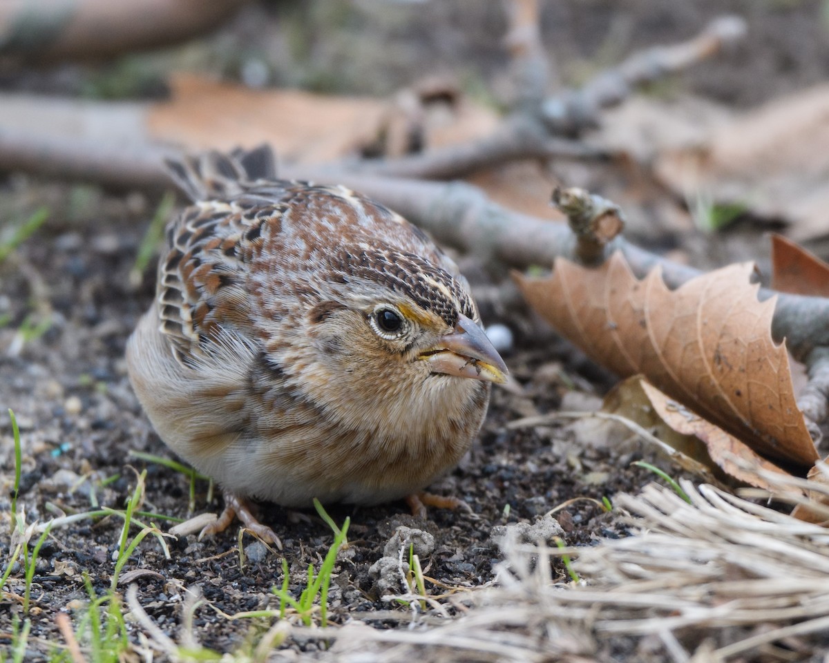 Grasshopper Sparrow - ML206960481