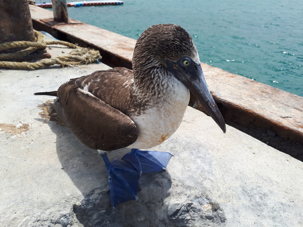 Blue-footed Booby - ML206960761