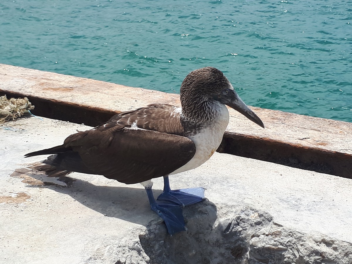 Blue-footed Booby - ML206960861
