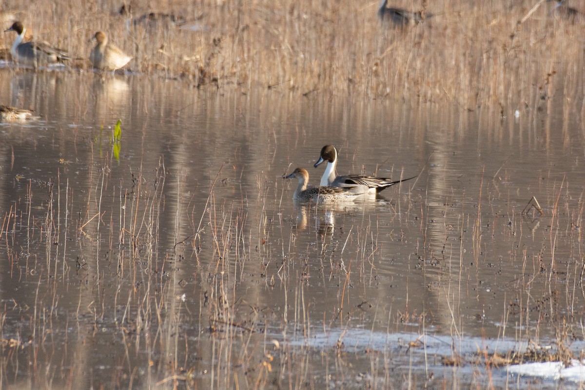 Northern Pintail - Michael Pelc