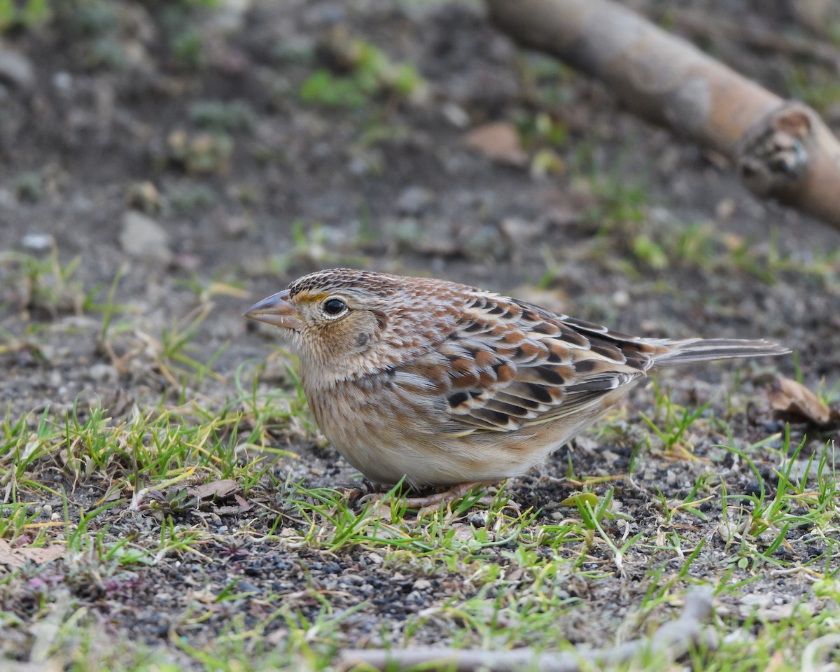 Grasshopper Sparrow - ML206961221