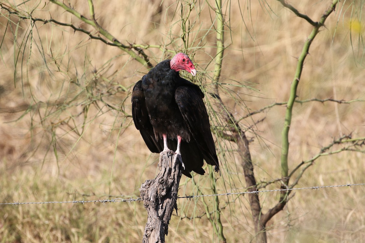 Turkey Vulture - ML206961291