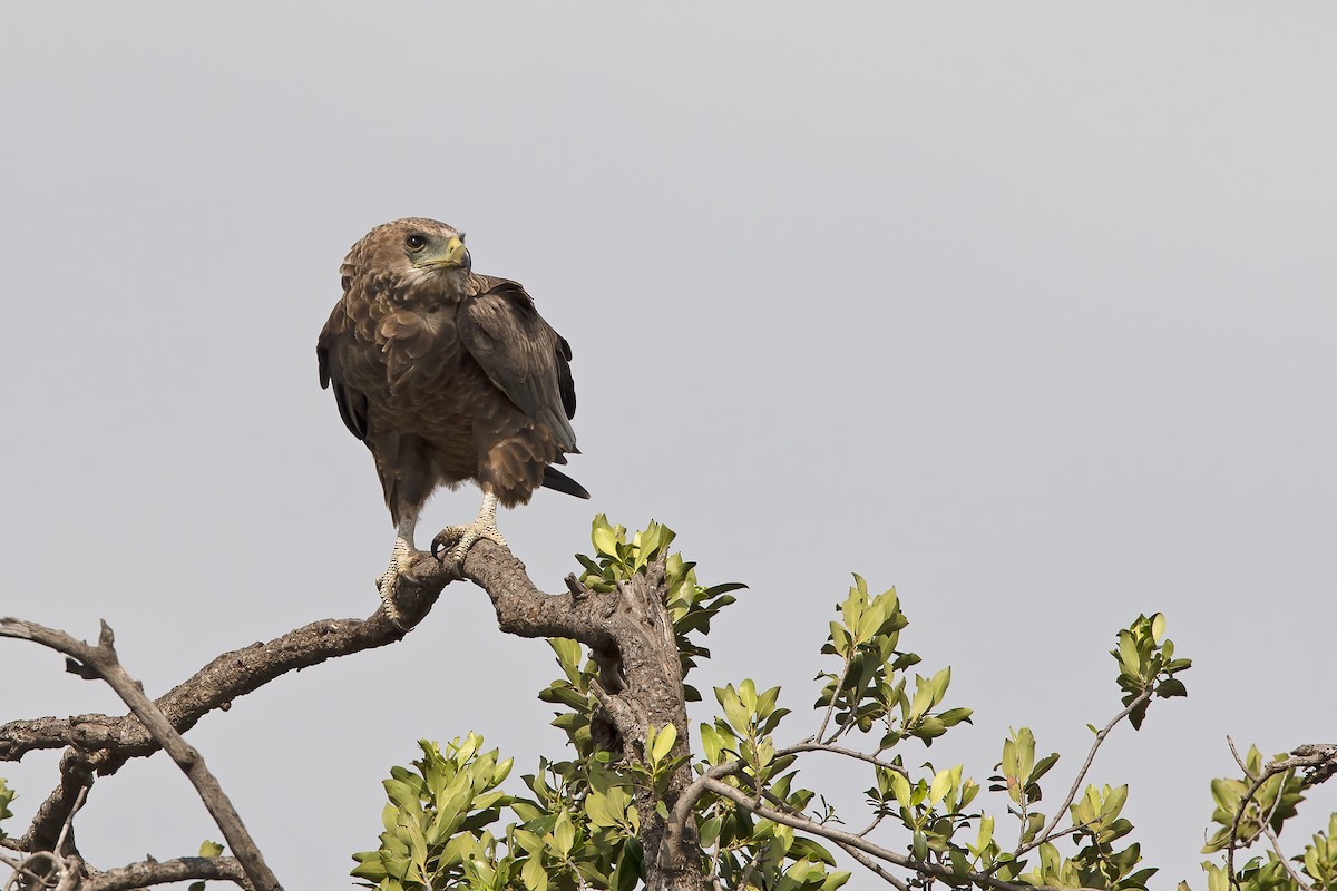 Bateleur - ML206961431