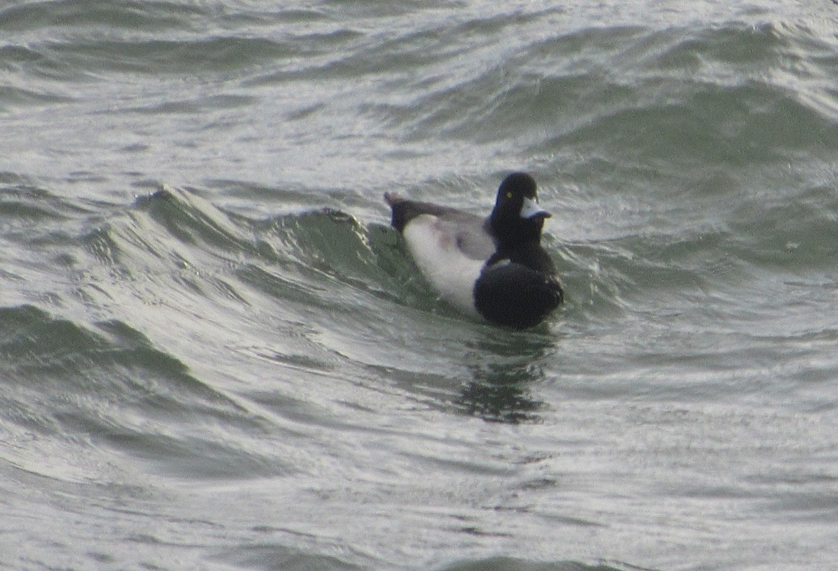 Greater Scaup - ML206961441