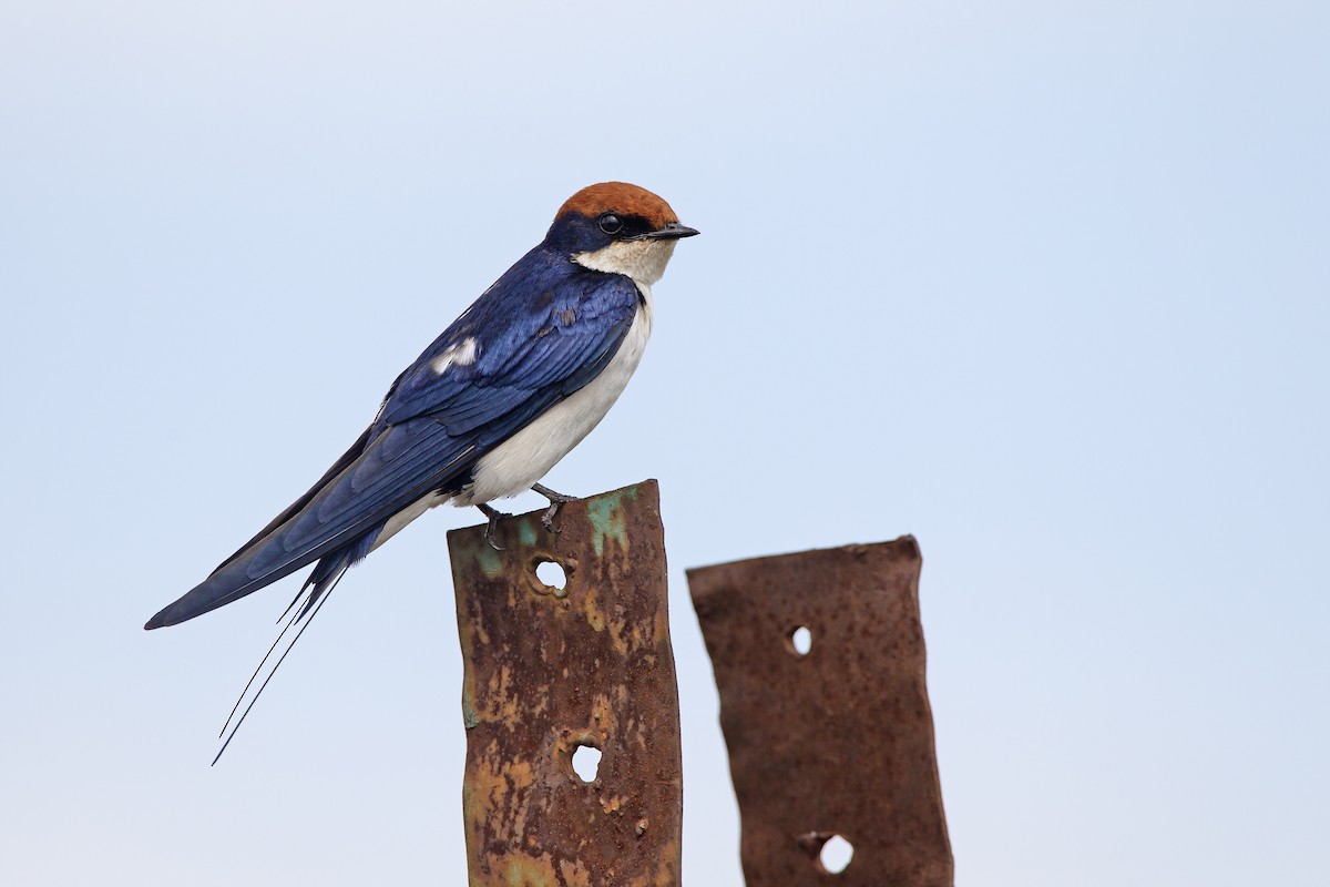 Wire-tailed Swallow - ML206961971