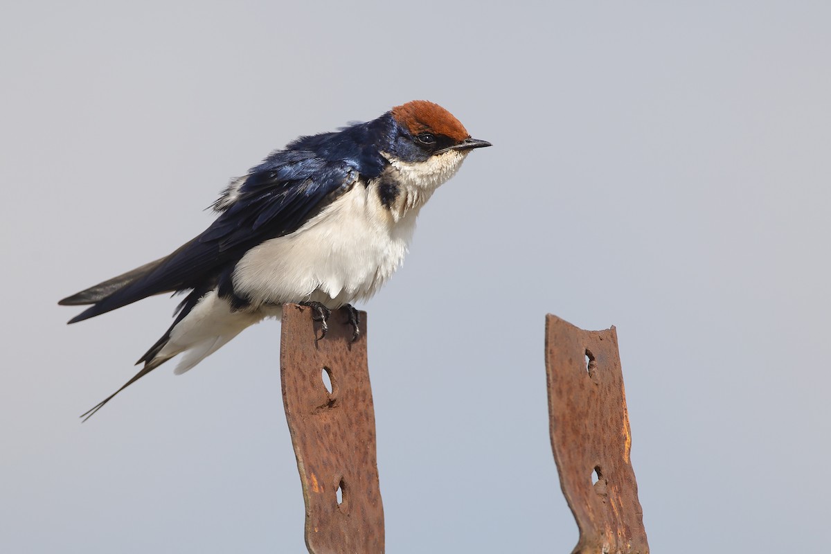 Wire-tailed Swallow - ML206961991