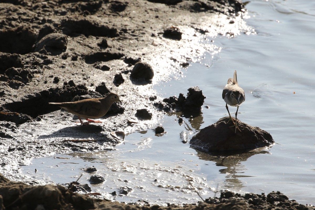 Ruddy Ground Dove - ML206962081