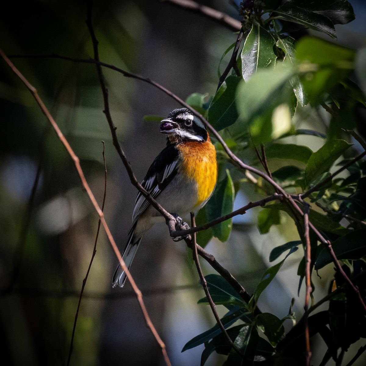 Western Spindalis - Robert Reed