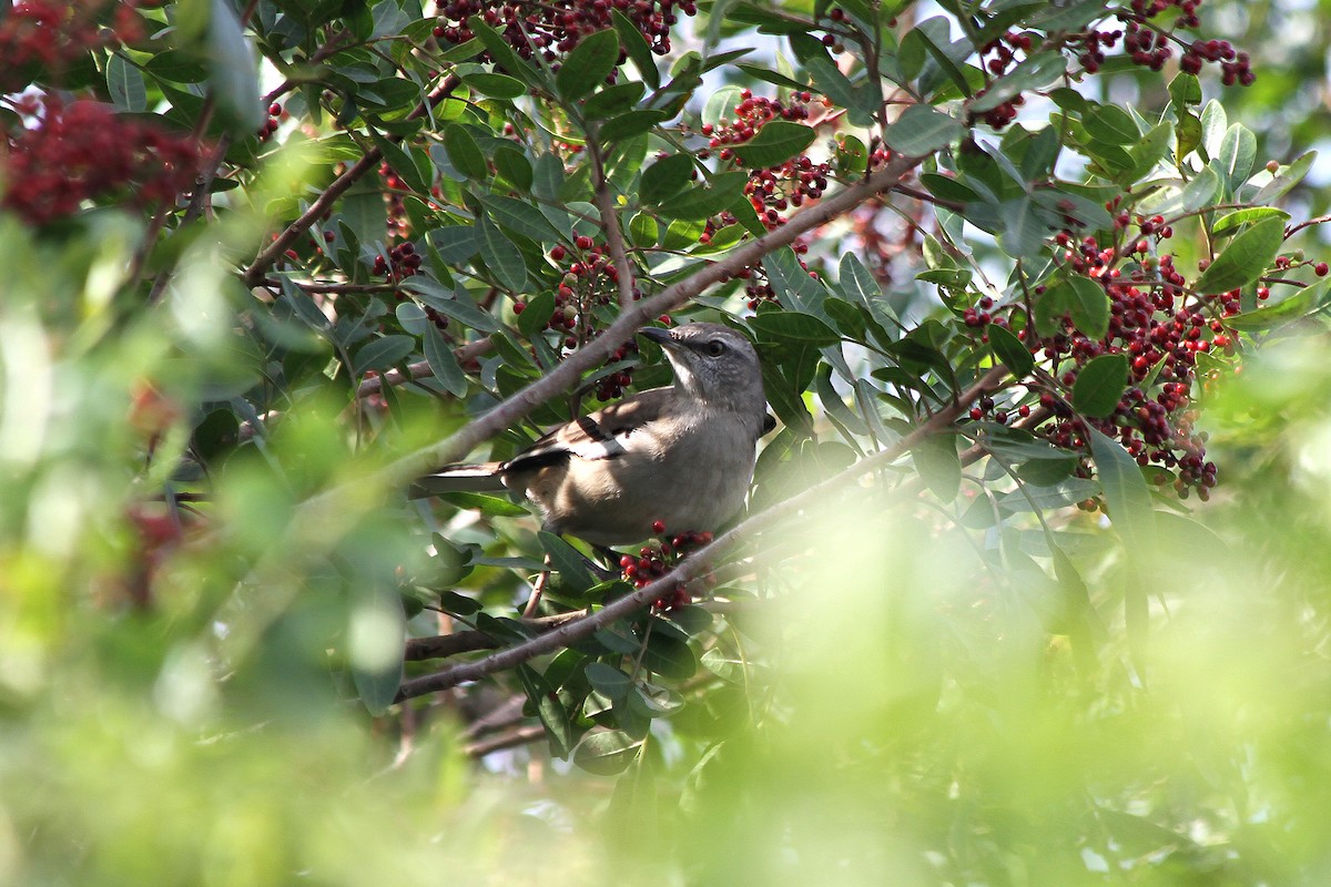 White-banded Mockingbird - ML206962761