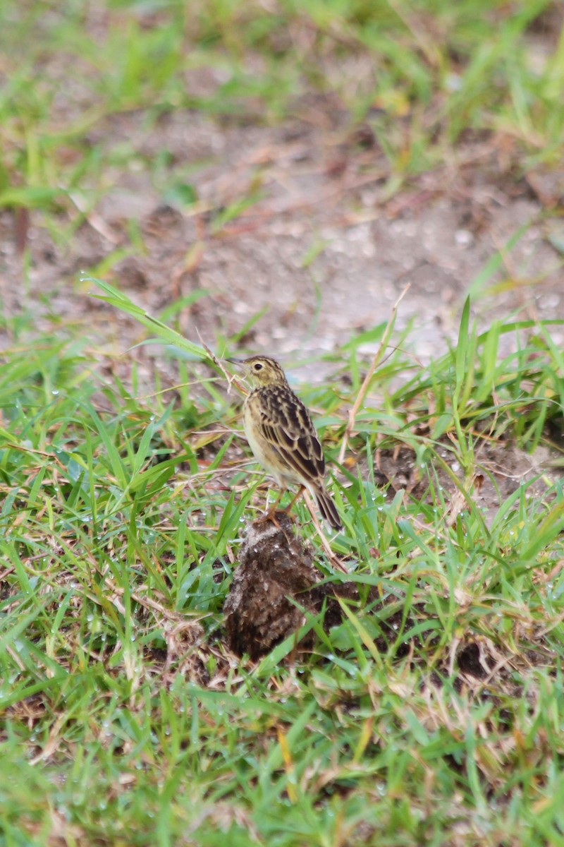 Yellowish Pipit - ML206962831