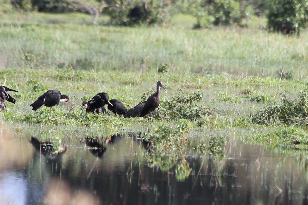 White-faced Ibis - Fabio Giacomelli