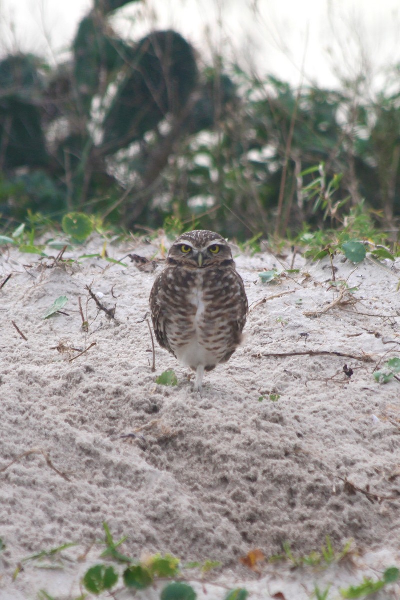 Burrowing Owl - Fabio Giacomelli