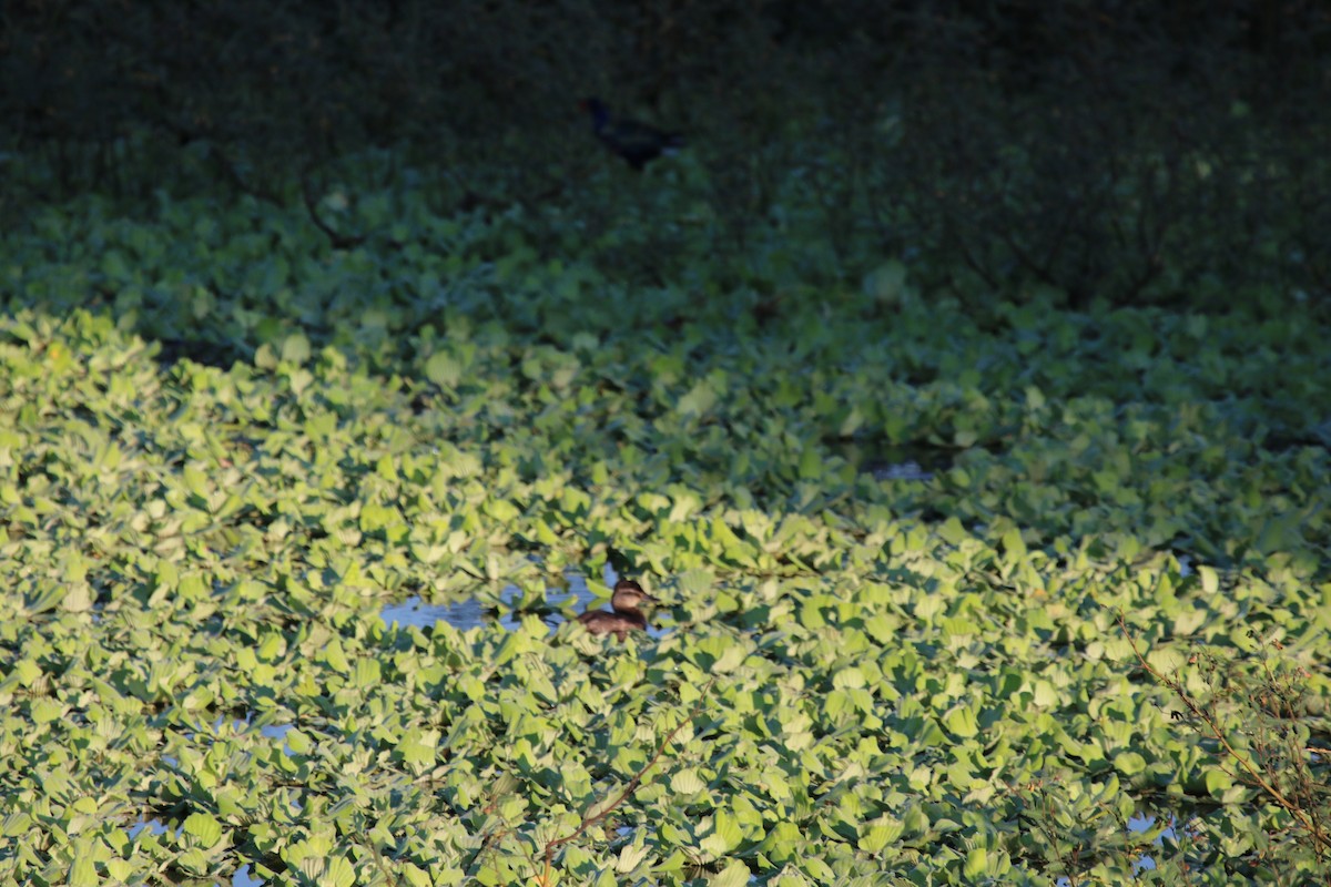 Ruddy Duck - ML206963331