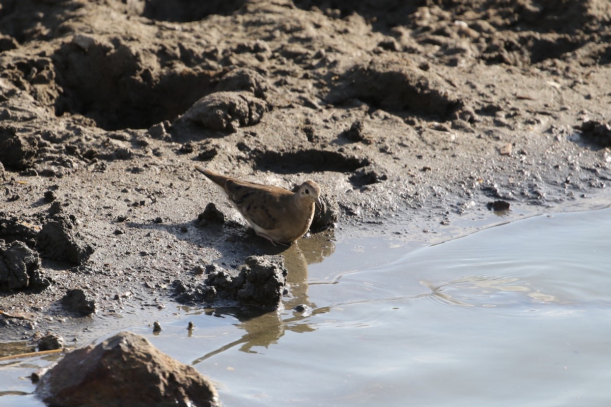 Ruddy Ground Dove - ML206963471