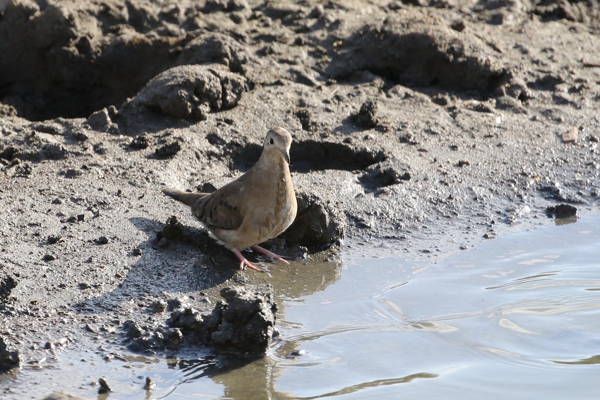 Ruddy Ground Dove - John van Dort