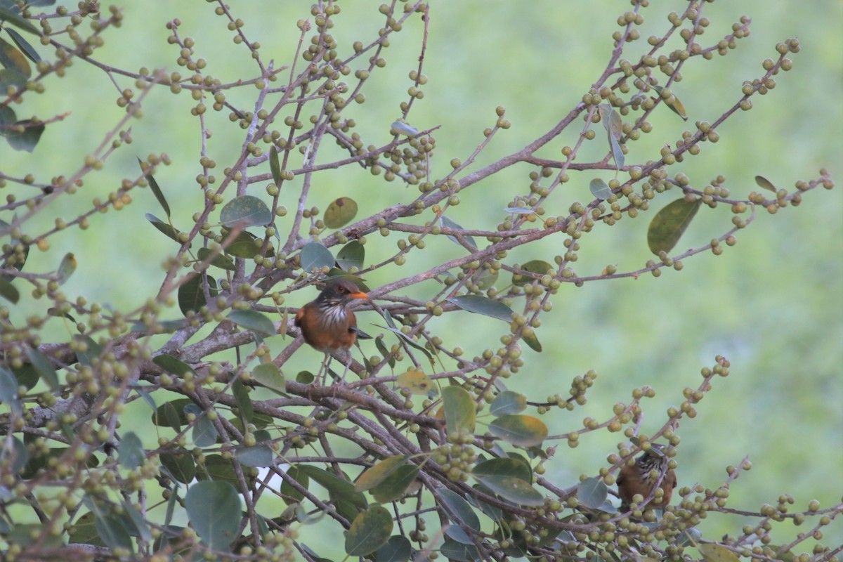 Rufous-backed Robin - ML206963981