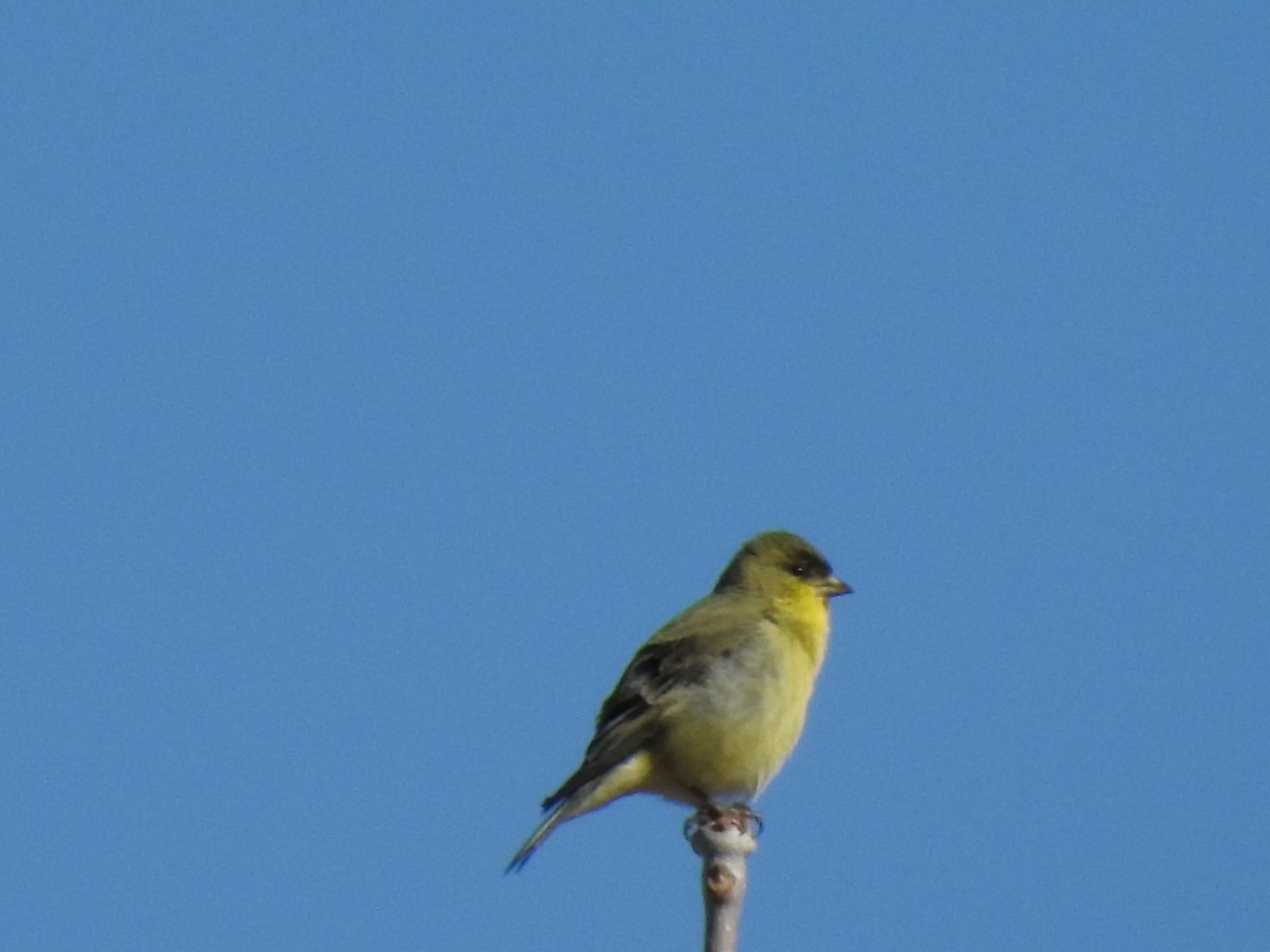 Lesser Goldfinch - Brian Ison